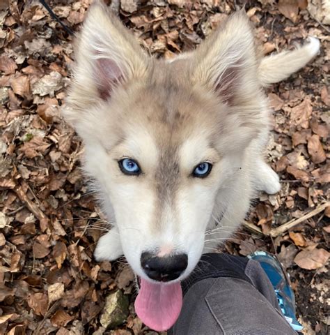 border collie husky mix|husky border collie mix shedding.